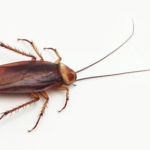 Какое средство от тараканов лучшее - ТОП 15 народных средств