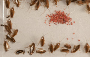 эффективный народный метод против тараканов в домашних условиях
