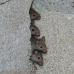Мыши в квартире