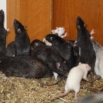 Крысы в доме или квартире - куда обращаться в Екатеринбурге и области