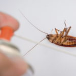 Служба от тараканов - как вызвать для травли в квартире